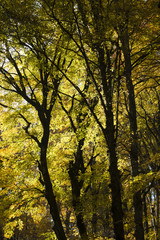 Beech forest in Autumn