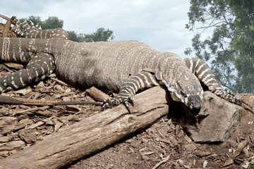 lace monitor lizard