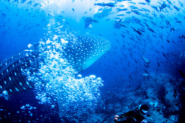 Whale Shark from the Galapagos Islands Ecuador SCUBA diving