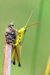 Große Goldschrecke (Chrysochraon dispar), Männchen, sitzt auf einem Pflanzenstengel, Niedersachsen, Deutschland, Europa