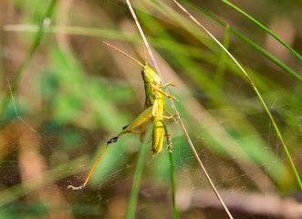 Große Goldschrecke (Chrysochraon dispar), Männchen, klebt an einem Spinnweb fest, Niedersachsen,...