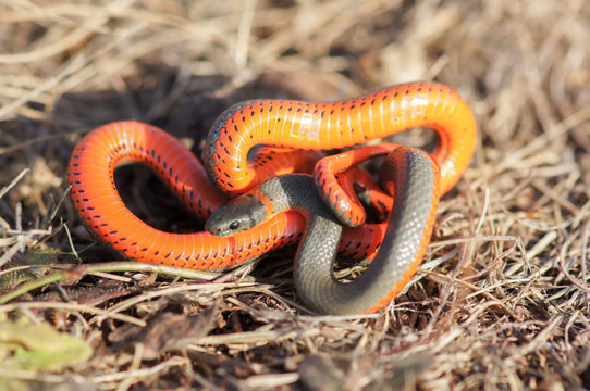 Monterey Ring-necked snake in a defensive posture. Big Sur, California, USA.
