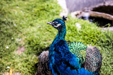 Obraz premium Peacock