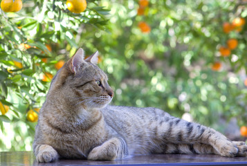 Beautiful cat.Background.