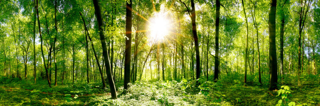 Fototapeta Forest panorama with green trees and bright sun