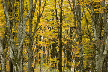 Obraz premium Beech forest in Autumn