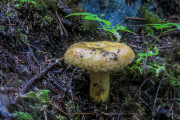 wet mushroom