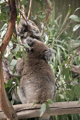 koala and joey
