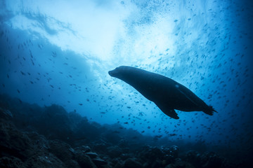 Galapagos Islands Sea Lion Seal