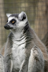 ring tailed lemur