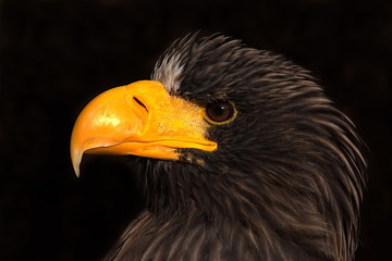 Riesenseeadler