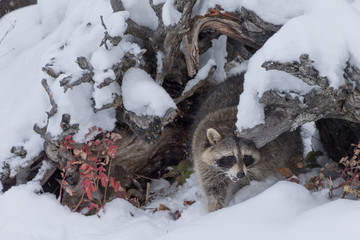 Young Raccoon in Snow