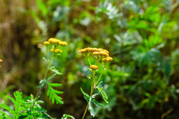 Flowers of the tansy plant (Tanacetum vulgare). Medicinal plant