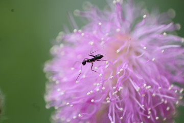 Ant on Flower