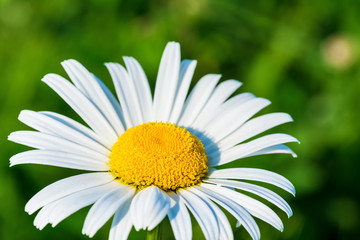 Beautiful close-up of daisy flower in sunlight. Leucanthemum. Idyllic scene with white marguerite in bloom on blurred green background.