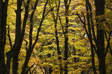 Fototapeta na wymiar Beech forest in Autumn