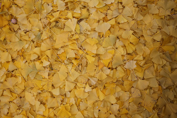 Golden Ginko Leaves Laying on the Ground in Autumn