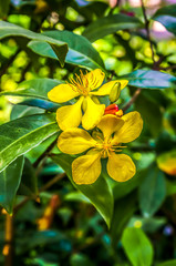 Gelbe Blueten mit gruenen blaettern