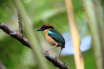Black-faced pitta (Pitta anerythra) in Solomon Island