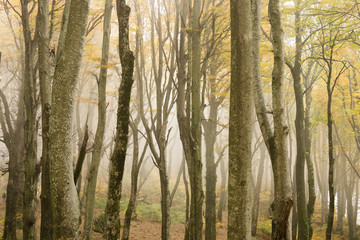 Obraz premium Beech forest in Autumn with fog