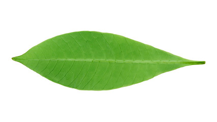Fototapeta na wymiar green leaf on white