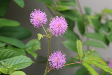 pink flower