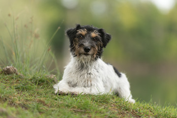 Dog posing in warm light in front of a fairy-tale lake - Jack Russell Terrier bitch 2.5 years old