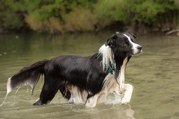 dog runs in the low water in the lake - border collie