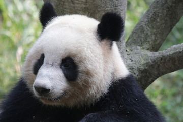 Obraz premium Fluffy Round Face Giant Panda, China