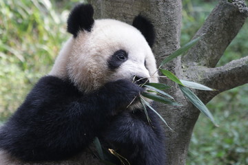 Obraz premium Fluffy Round Face Giant Panda, China