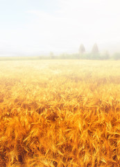 Fototapeta premium wheat field in the fog