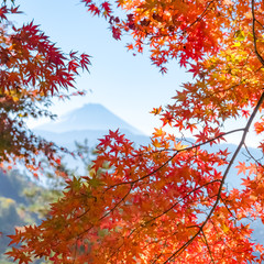 autumn leaves and fuji