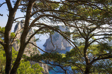 View through pine trees of the iconic faraglioni rocks of Capri Island in Italy.
