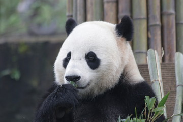 Obraz premium Giant Panda is Eating Bamboo Leaves