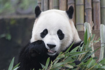 Obraz na płótnie Canvas Giant Panda is Eating Bamboo Leaves