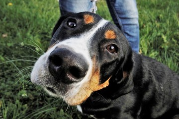 Sennenhund
