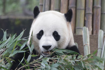 Obraz na płótnie Canvas Giant Panda is Eating Bamboo Leaves