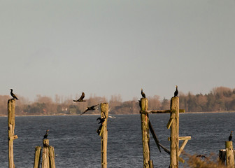 kormorane auf holzpfähle