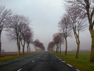 French tree-lined road