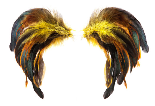Yellow, brown and black cock's feathers isolated on white background