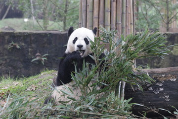 Obraz na płótnie Canvas Giant Panda is Eating Bamboo Leaves,Bao Bao, China