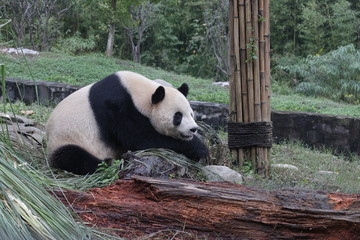 Obraz premium Famous Panda Name, Tai Chan.China Conservation and Research Center for the Giant Panda ( CCRCPG), Dujiangyan