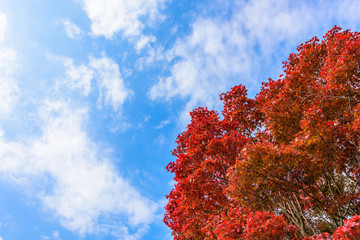 秋の紅葉
