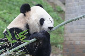 Fototapeta premium Giant Panda is eating Ba,boo, Dujiangyuan, China