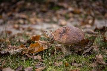 grzyby © kolorowekadry