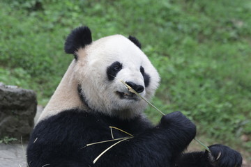Fototapeta premium Giant Panda is eating Ba,boo, Dujiangyuan, China