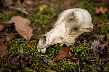 czaszka © kolorowekadry