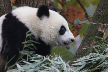 Fototapeta premium Giant Panda Cub in China