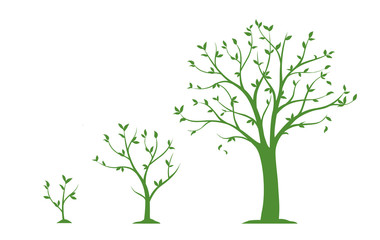 Three stages of growing tree - flat vector illustration