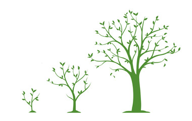 Fototapeta premium Three stages of growing tree - flat vector illustration